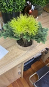 Welcoming Pine details Picture